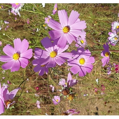 코스모스 보러 삼락에 다녀왔어요